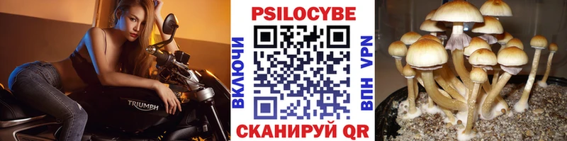 Купить где  Калтан  Галлюциногенные грибы Magic Shrooms 